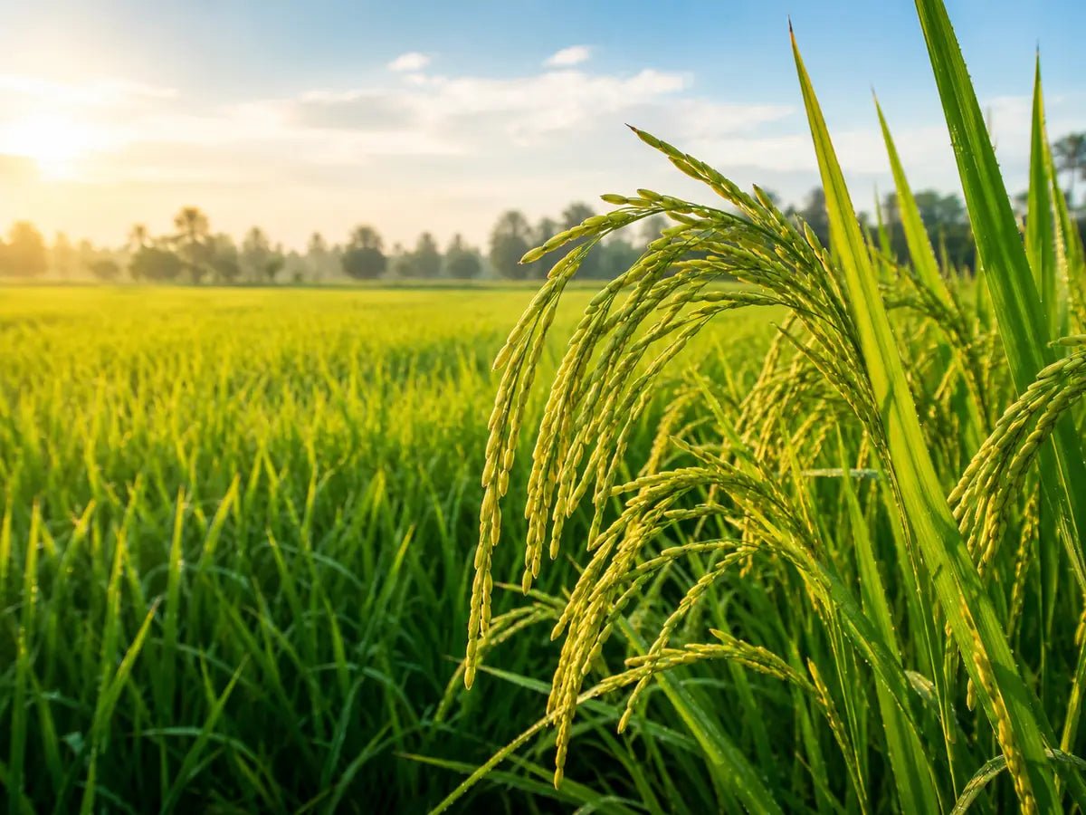 Rice - ACE Agri Plex